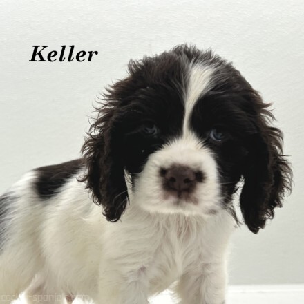 puppy, for, sale, Cocker Spaniel, Joe & Cherri  Overlease, dog, breeder, Miller, MO, dog-breeder, puppy-for-sale, forsale, nearby, find, puppyfind, locator, puppylocator, aca